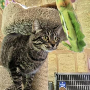 GiGi -  Domestic Short Hair Cat for Adoption in Park Falls, Wisconsin - GiGi | PetCurious