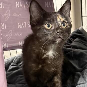 Domestic Short Hair Cats Available for Adoption in East St. Louis, Illinois - Violet-C | PetCurious
