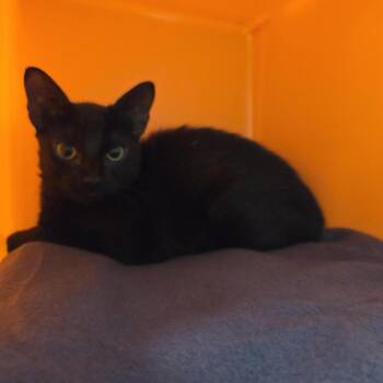 Domestic Short Hair Cats Available for Adoption in Salt Lake City, Utah - Fable | PetCurious