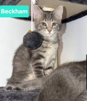 Beckham (Siblings are Kane, Messi, Ronaldo, Kova & Haaland -  Domestic Short Hair Cat for Adoption in Brighton, Michigan - Beckham (Siblings Are Kane, Messi, Ronaldo, Kova & Haaland | PetCurious