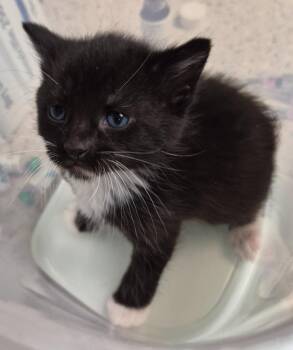 Luffy -  Domestic Short Hair Cat Available for Adoption in Christiansburg, Virginia - Luffy | PetCurious