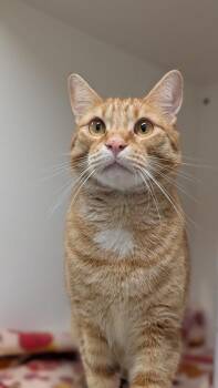 Hawkins -  Domestic Short Hair Cat for Adoption in Coquitlam, British Columbia - Hawkins | PetCurious