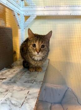Domestic Short Hair Cats Available for Adoption in Calgary, Alberta - Flora | PetCurious