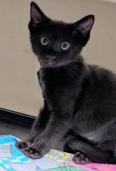 Poppy -  American Shorthair Cat for Adoption in San Diego, California - Poppy | PetCurious
