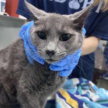 Domestic Short Hair Cats Available for Adoption in Summerville, South Carolina - Shannara | PetCurious