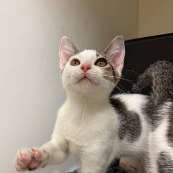 Maury -  Domestic Short Hair Cat for Adoption in Nashville, Tennessee - Maury | PetCurious