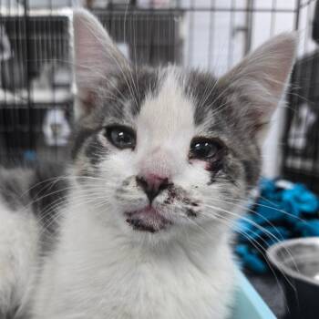 Tumble -  Domestic Short Hair Cat for Adoption in Idaho Falls, Idaho - Tumble | PetCurious