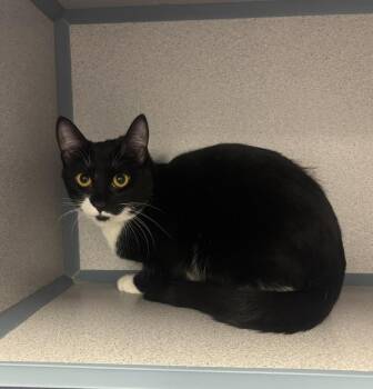 Domestic Short Hair Cats Available for Adoption - Click | PetCurious