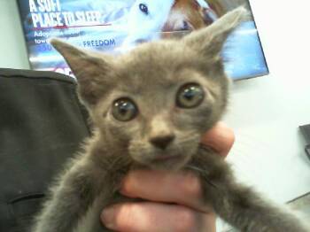 A1266478 -  Domestic Short Hair Cat for Adoption in Charlotte, North Carolina - A1266478 | PetCurious