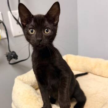 Alleycvt -  Domestic Short Hair Cat for Adoption in Quail Heights, Florida - Alleycvt | PetCurious