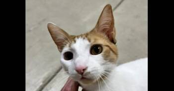 Cheddar -  Domestic Short Hair Cat for Adoption in Dayton, Minnesota - Cheddar | PetCurious