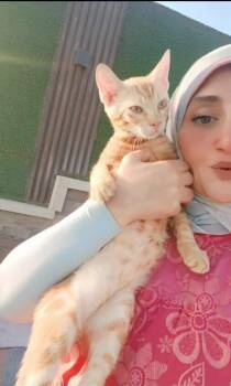 Rescue Egyptian Mau Cats for Adoption in Brampton, Ontario - Rico | PetCurious