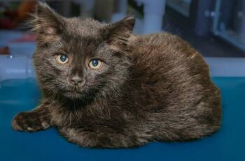 WICHITA -  Domestic Short Hair Cat for Adoption in Cookeville, Tennessee - WICHITA | PetCurious