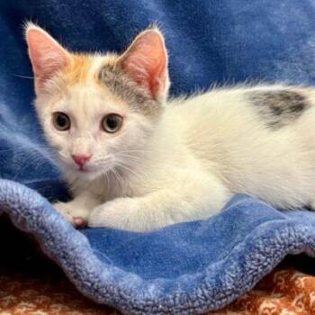 Domestic Short Hair Cats Available for Adoption in Las Vegas, Nevada - Nina | PetCurious