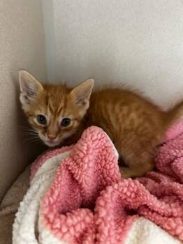 Domestic Short Hair Cats Available for Adoption in Morgantown, Kentucky - House Fly | PetCurious