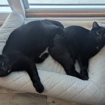 Jupiter (bonded to Bill) @PAWZ pet cafe -  Domestic Short Hair Cat for Adoption in Carmel, Indiana - Jupiter (bonded To Bill) @PAWZ Pet Cafe | PetCurious