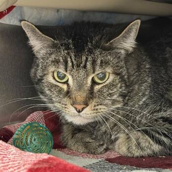 PARMESAN -  Domestic Short Hair Cat for Adoption in Las Vegas, Nevada - PARMESAN | PetCurious