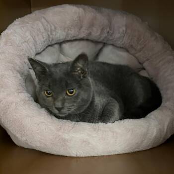 Bonnie -  Domestic Short Hair Cat for Adoption in Middlebury, Vermont - Bonnie | PetCurious