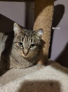 Rescue Domestic Short Hair Cats for Adoption in Ottawa, Ontario - Spring (f) 1yrs Old Tabby | PetCurious