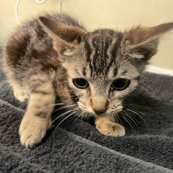 Mino -  Domestic Short Hair Cat for Adoption in Pasadena, California - Mino | PetCurious