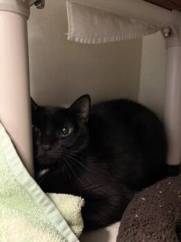 Araina -  Domestic Short Hair Cat for Adoption in Fort Collins, Colorado - Araina | PetCurious