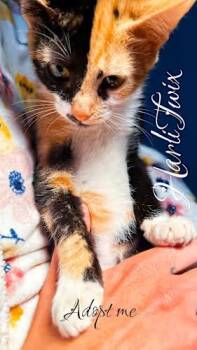 Rescue Domestic Short Hair Cats for Adoption in West Palm Beach, Florida - HarliTwix | PetCurious