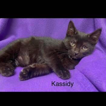 Kassidy -  Bombay Cat for Adoption in Wyandotte, Michigan - Kassidy | PetCurious