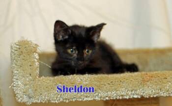 Rescue Domestic Medium Hair Cats for Adoption in Houston, Texas - Sheldon | PetCurious