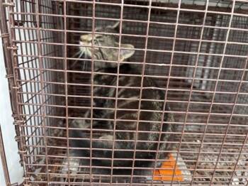 A658618 -  Domestic Short Hair Cat for Adoption in Houston, Texas - A658618 | PetCurious