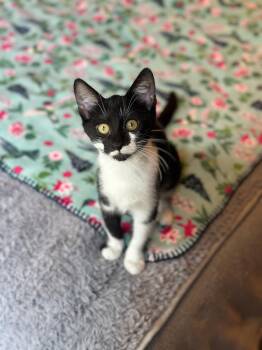 Soifon -  Domestic Short Hair Cat for Adoption in Hartville, Ohio - Soifon | PetCurious