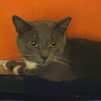 Biscuit -  Domestic Short Hair Cat for Adoption in Briarcliff Manor, New York - Biscuit | PetCurious