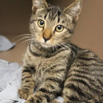 Amara -  Domestic Short Hair Cat for Adoption in West Point, Mississippi - Amara | PetCurious