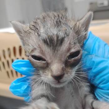 Vacuole @ Pet Supermarket on Bacons Bridge Road -  Domestic Short Hair Cat for Adoption in Summerville, South Carolina - Vacuole @ Pet Supermarket On Bacons Bridge Road | PetCurious