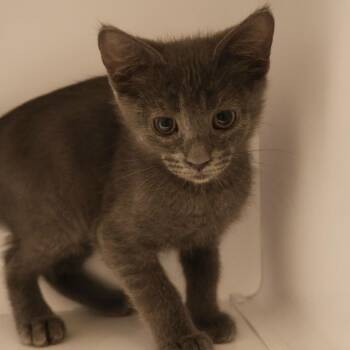 Sage -  Domestic Short Hair Cat for Adoption in Briarcliff Manor, New York - Sage | PetCurious
