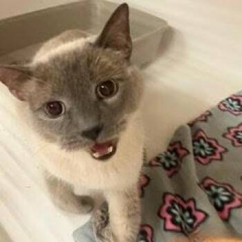 Milo -  Siamese Cat for Adoption in Green Valley, Arizona - Milo | PetCurious
