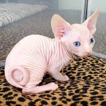 Rose -  Sphynx and Sphynx Hairless Cat Cat for Adoption in Dallas, Texas - Rose | PetCurious