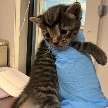 Franny -  Domestic Short Hair Cat for Adoption in Columbiana, Alabama - Franny | PetCurious