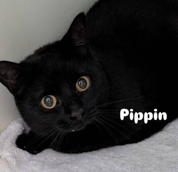 Pipin -  Domestic Short Hair Cat for Adoption in Gorham, Maine - Pipin | PetCurious