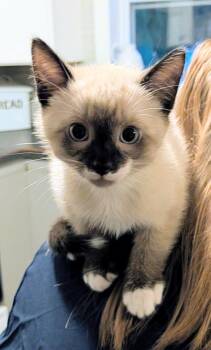 Lomond -  American Shorthair Cat for Adoption in Hagaman, New York - Lomond | PetCurious