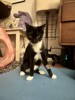 Tipsy -  Domestic Short Hair Cat for Adoption in Worcester, Massachusetts - Tipsy | PetCurious