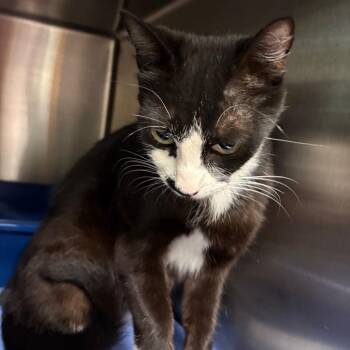 Stray 8/25 65086 -  Domestic Short Hair Cat for Adoption in Keizer, Oregon - Stray 8/25 65086 | PetCurious