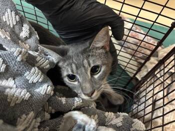 Rescue Domestic Short Hair Cats for Adoption in Pasadena, California - A524667 | PetCurious