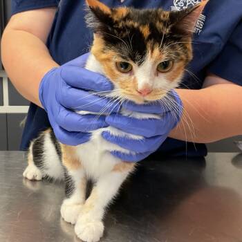 Rescue Domestic Medium Hair Cats for Adoption in Monroe, Louisiana - Katya | PetCurious