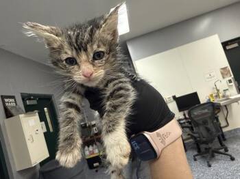 A1918889 -  Domestic Short Hair Cat for Adoption in Thousand Palms, California - A1918889 | PetCurious