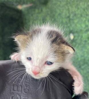 American Shorthair Cats Available for Adoption in El Paso, Texas - 60930486 | PetCurious
