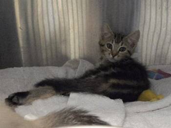 CHARLOTTE -  Domestic Short Hair Cat for Adoption in Martinez, California - CHARLOTTE | PetCurious