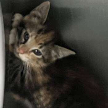 Domestic Short Hair Cats Available for Adoption in Richmond Hill, Georgia - Olive | PetCurious