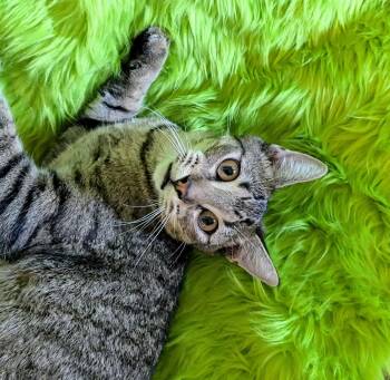 Kuzko -  Domestic Short Hair Cat for Adoption in Jacksonville, Texas - Kuzko | PetCurious