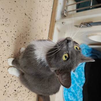 Rescue Domestic Short Hair Cats for Adoption in Madison, Wisconsin - Donna | PetCurious