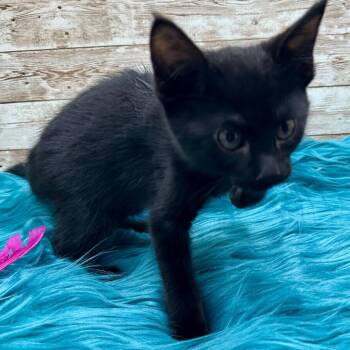Flash -  Domestic Short Hair Cat for Adoption in Lexington, Kentucky - Flash | PetCurious